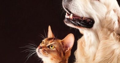 Ivinhema firma TAC com MPMS e terá estrutura ampliada de proteção animal