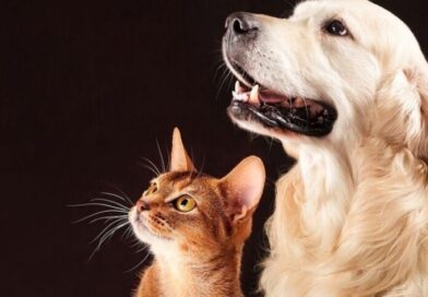 Ivinhema firma TAC com MPMS e terá estrutura ampliada de proteção animal