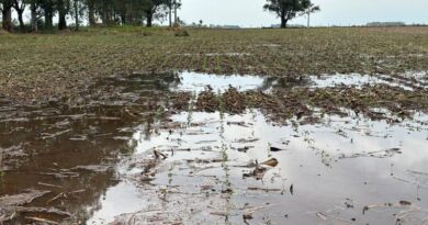 Excesso de chuva exige atenção no plantio da soja, reforça Aprosoja/MS