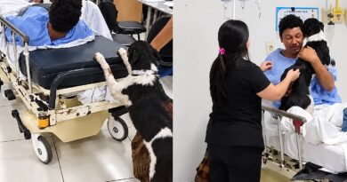 Vídeo: cachorrinho acompanha tutor ferido por corredores de hospital e emociona a web