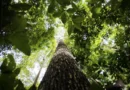 Congresso terá sete em cada dez parlamentares contra agenda ambiental